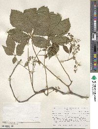 Parthenocissus quinquefolia image