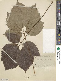 Parthenocissus quinquefolia image