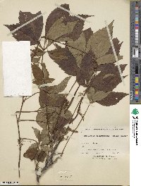 Parthenocissus quinquefolia image