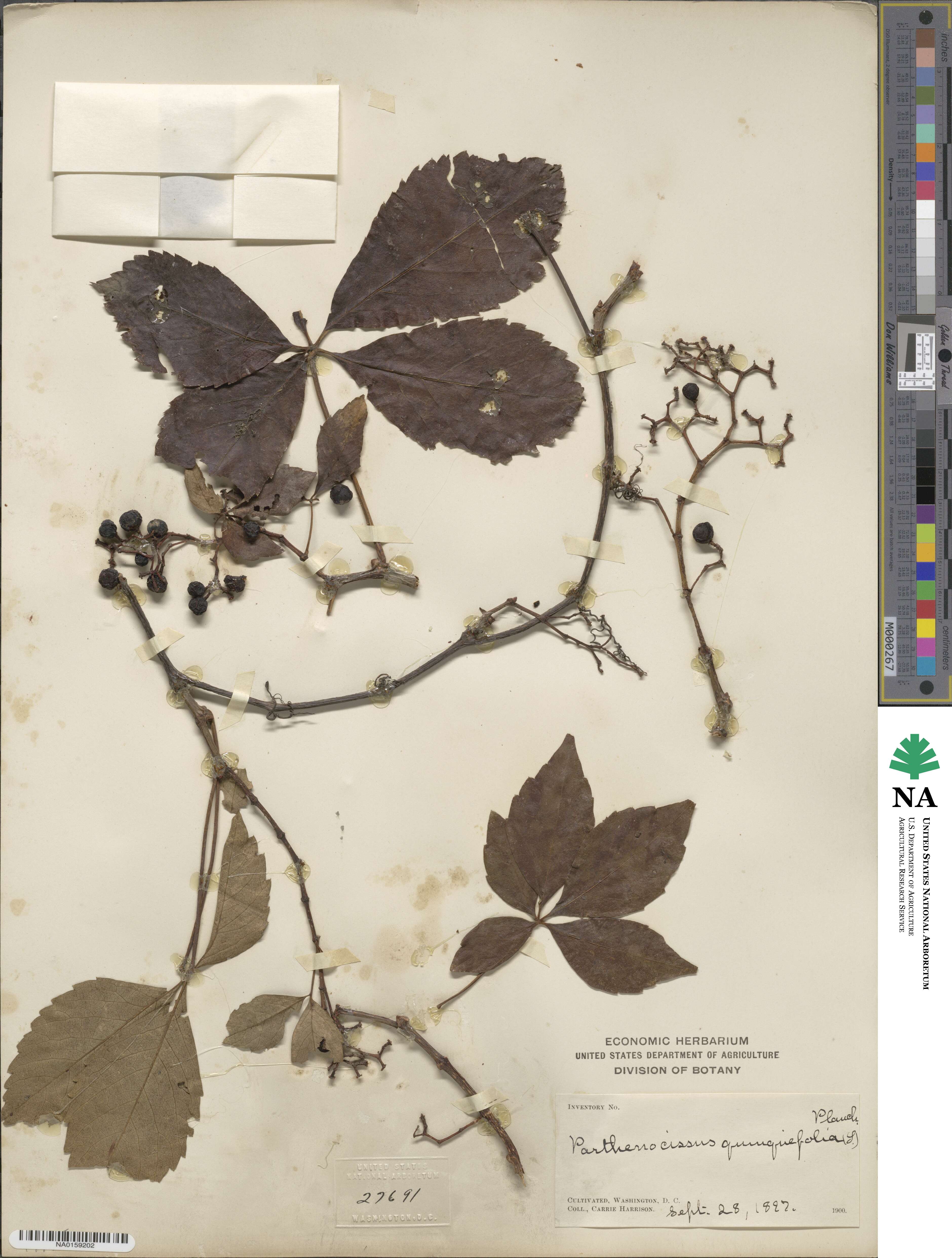 Parthenocissus quinquefolia image