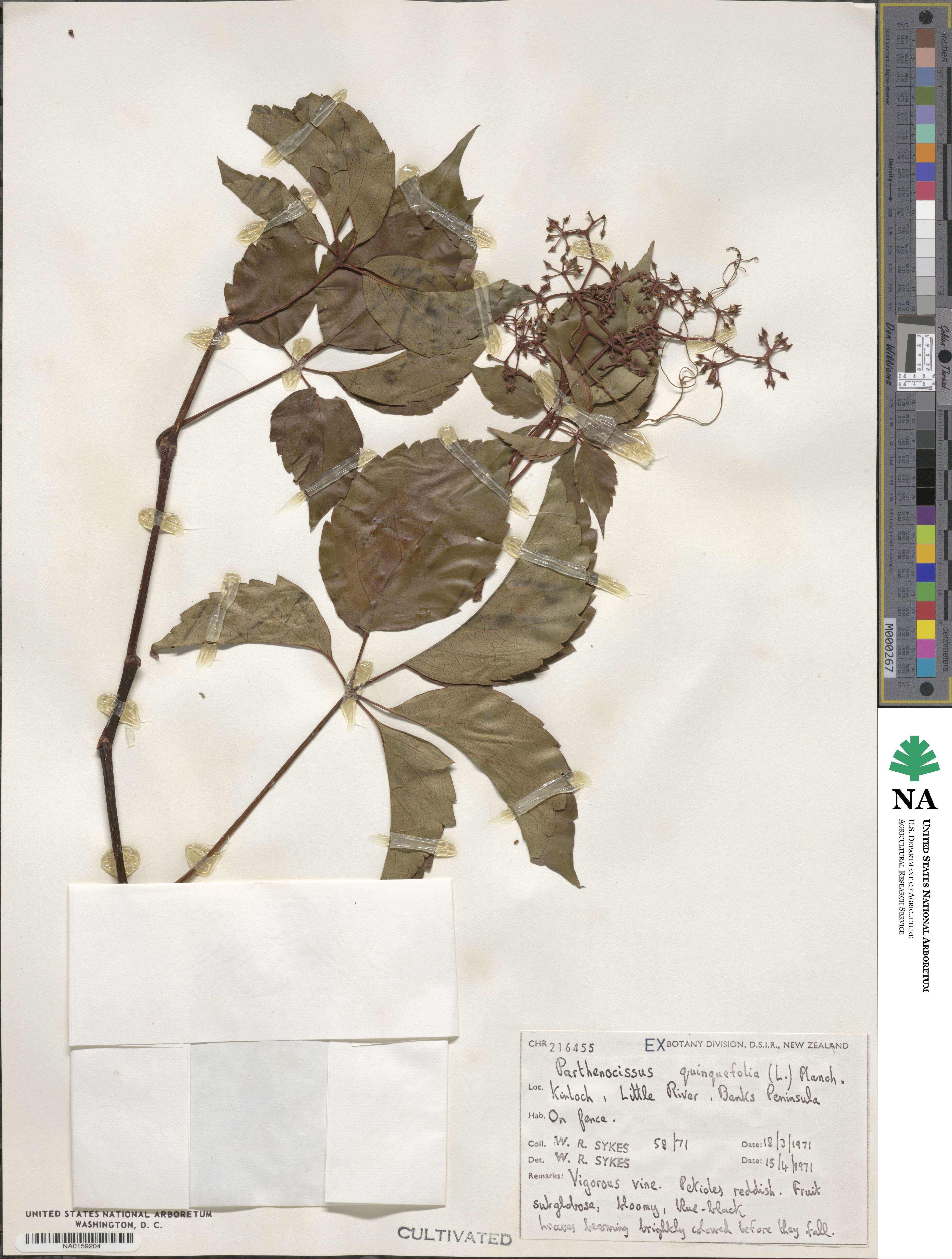 Parthenocissus quinquefolia image