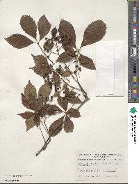 Parthenocissus quinquefolia image