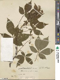 Parthenocissus quinquefolia image