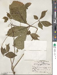 Parthenocissus quinquefolia image