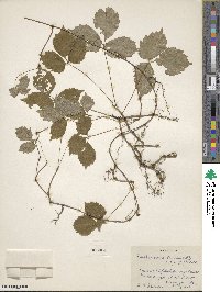 Parthenocissus tricuspidata image