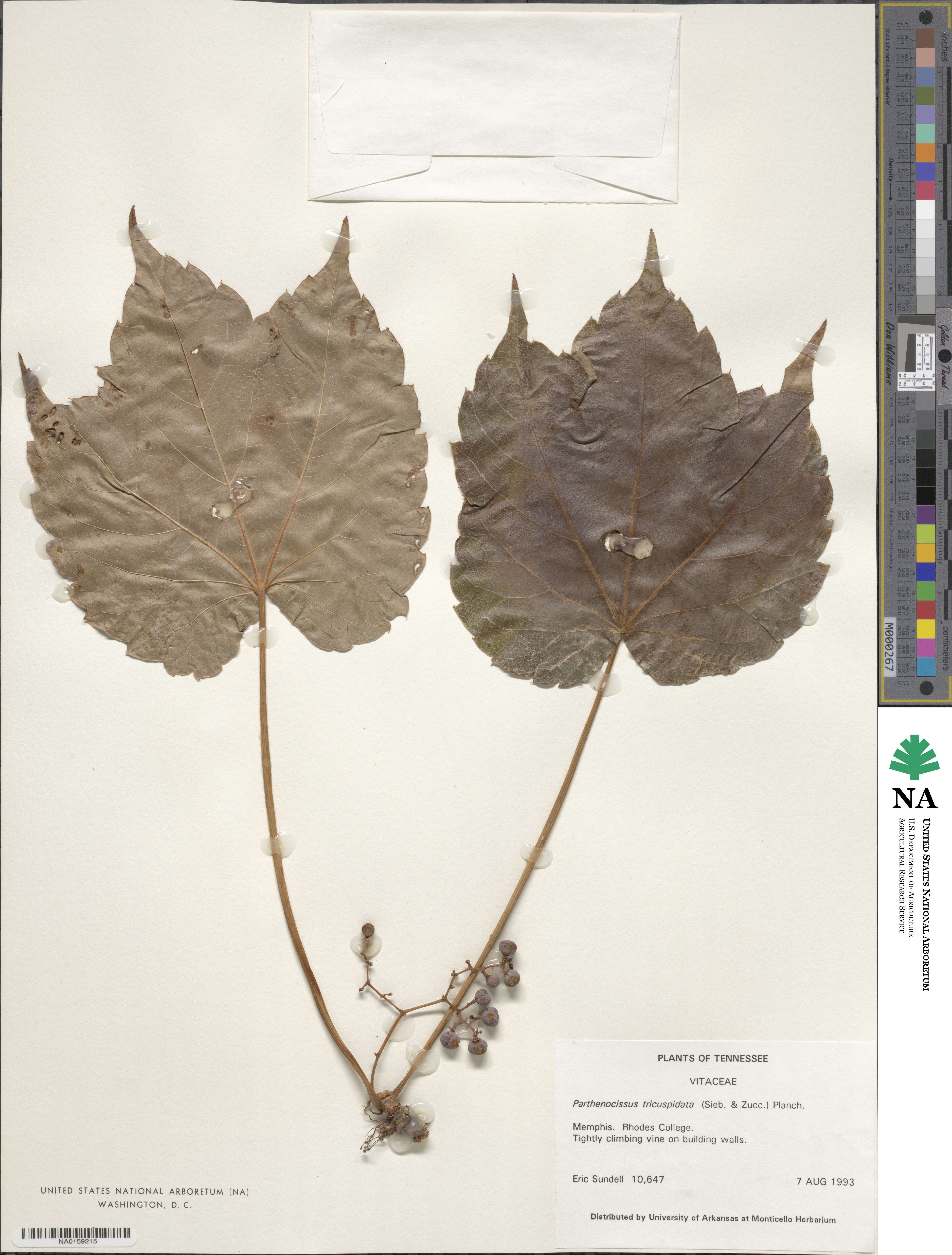 Parthenocissus image