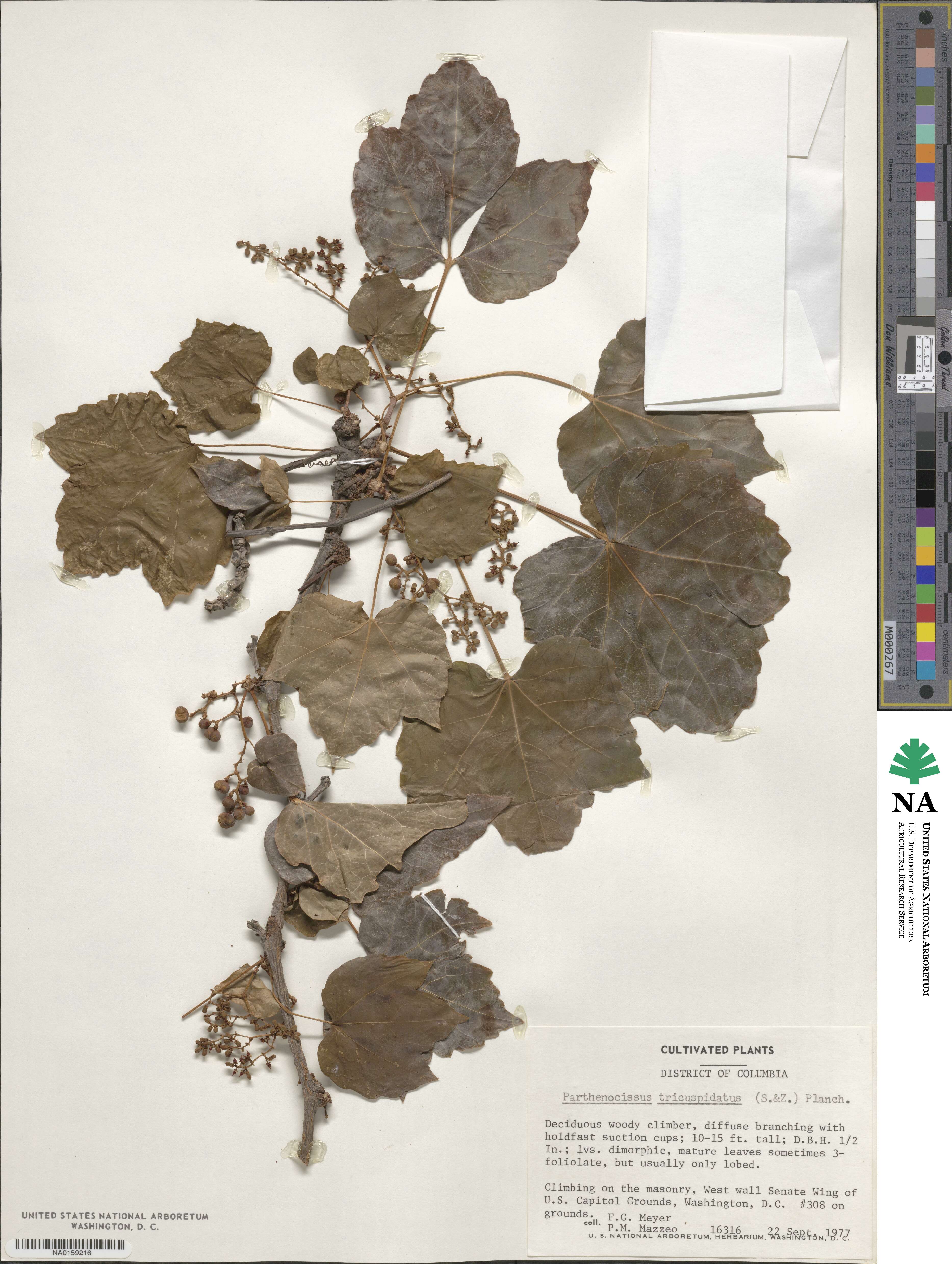 Parthenocissus tricuspidata image