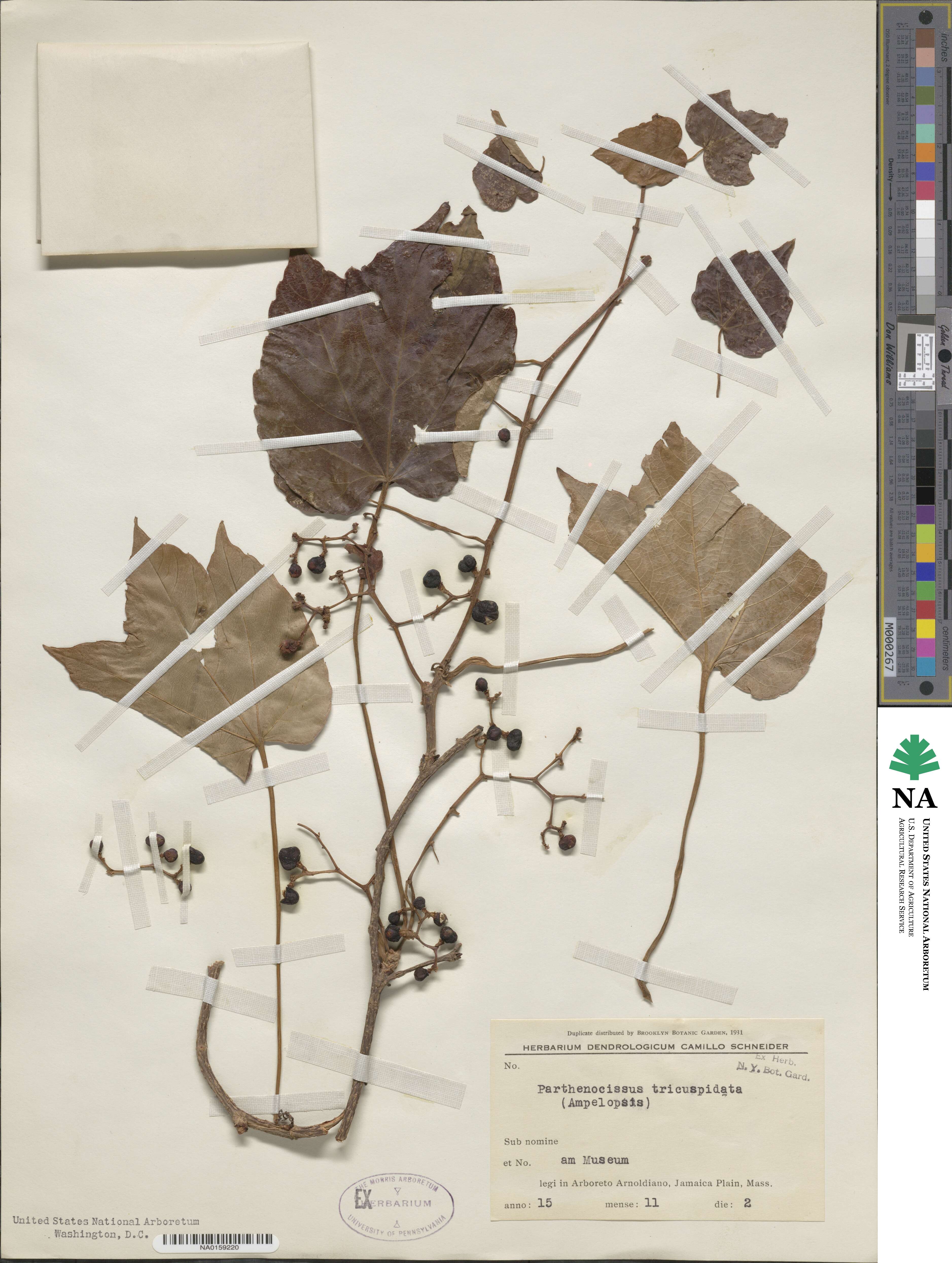 Parthenocissus tricuspidata image