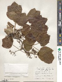 Parthenocissus tricuspidata image