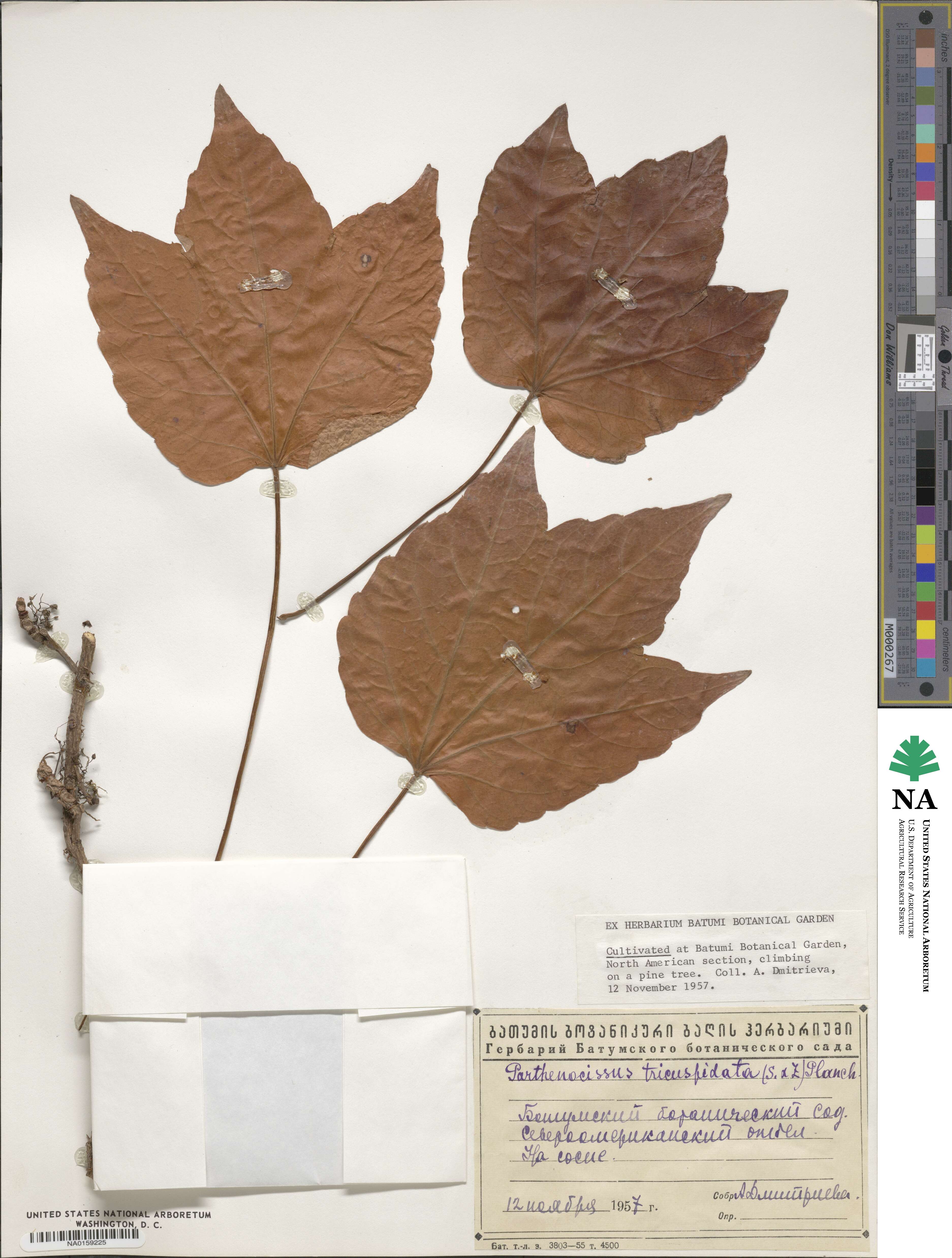 Parthenocissus tricuspidata image