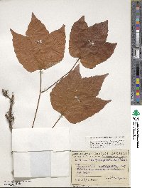 Parthenocissus tricuspidata image