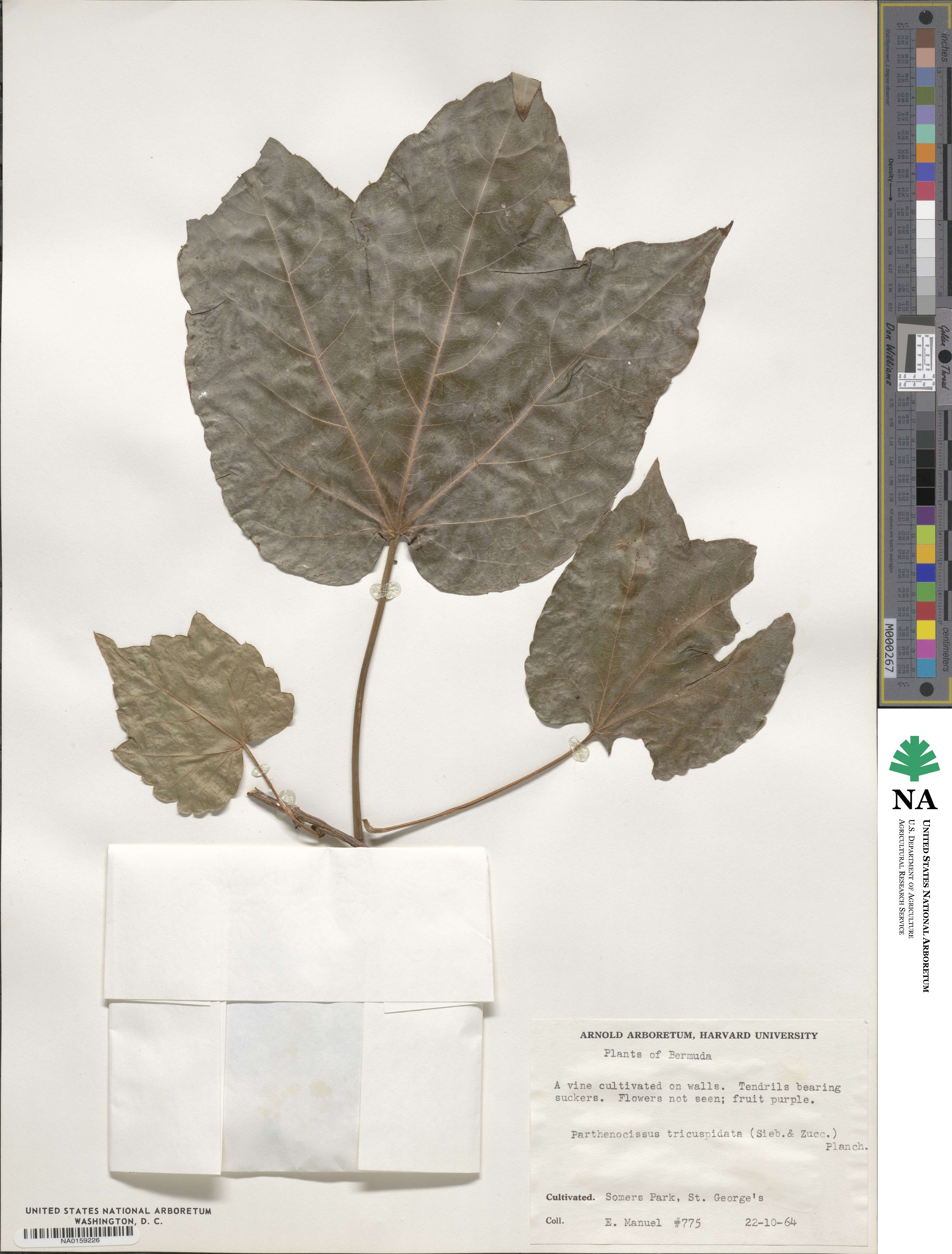 Parthenocissus tricuspidata image