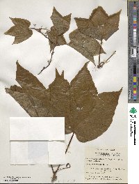 Parthenocissus tricuspidata image