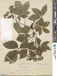 Parthenocissus inserta image