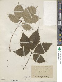 Parthenocissus inserta image