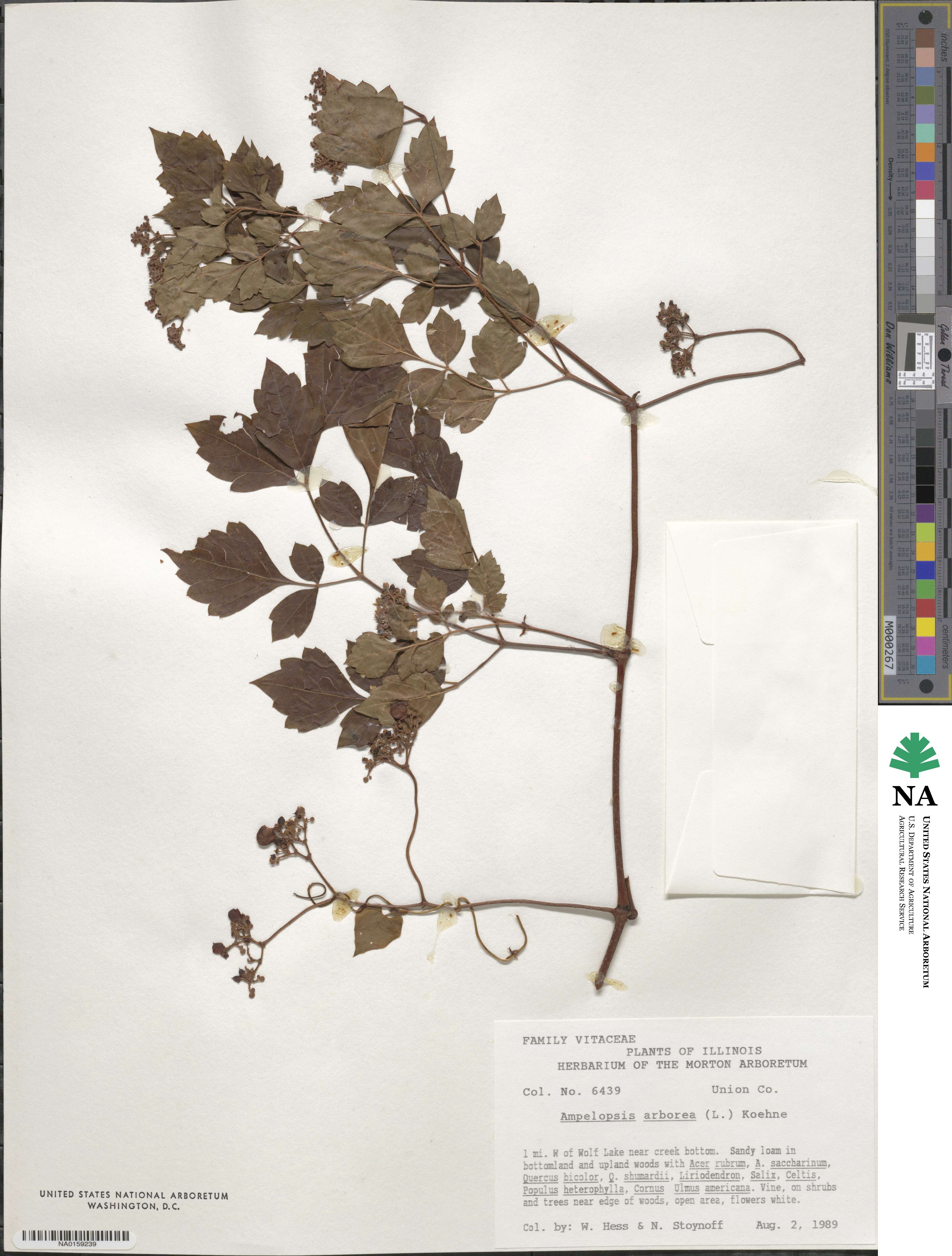 Nekemias arborea image