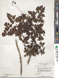 Nekemias arborea image