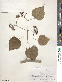 Ampelopsis cordata image