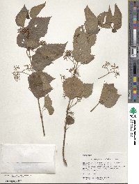 Ampelopsis cordata image