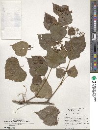 Ampelopsis cordata image