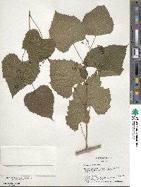 Ampelopsis cordata image