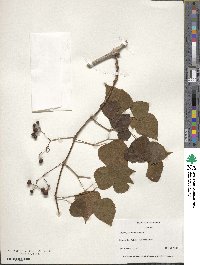 Ampelopsis cordata image