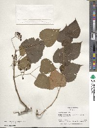 Ampelopsis cordata image