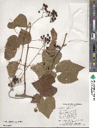 Ampelopsis cordata image