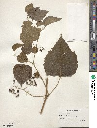 Ampelopsis cordata image