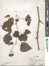 Ampelopsis cordata image