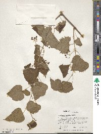 Ampelopsis cordata image