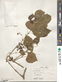 Ampelopsis cordata image