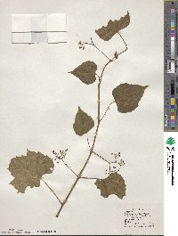 Ampelopsis cordata image