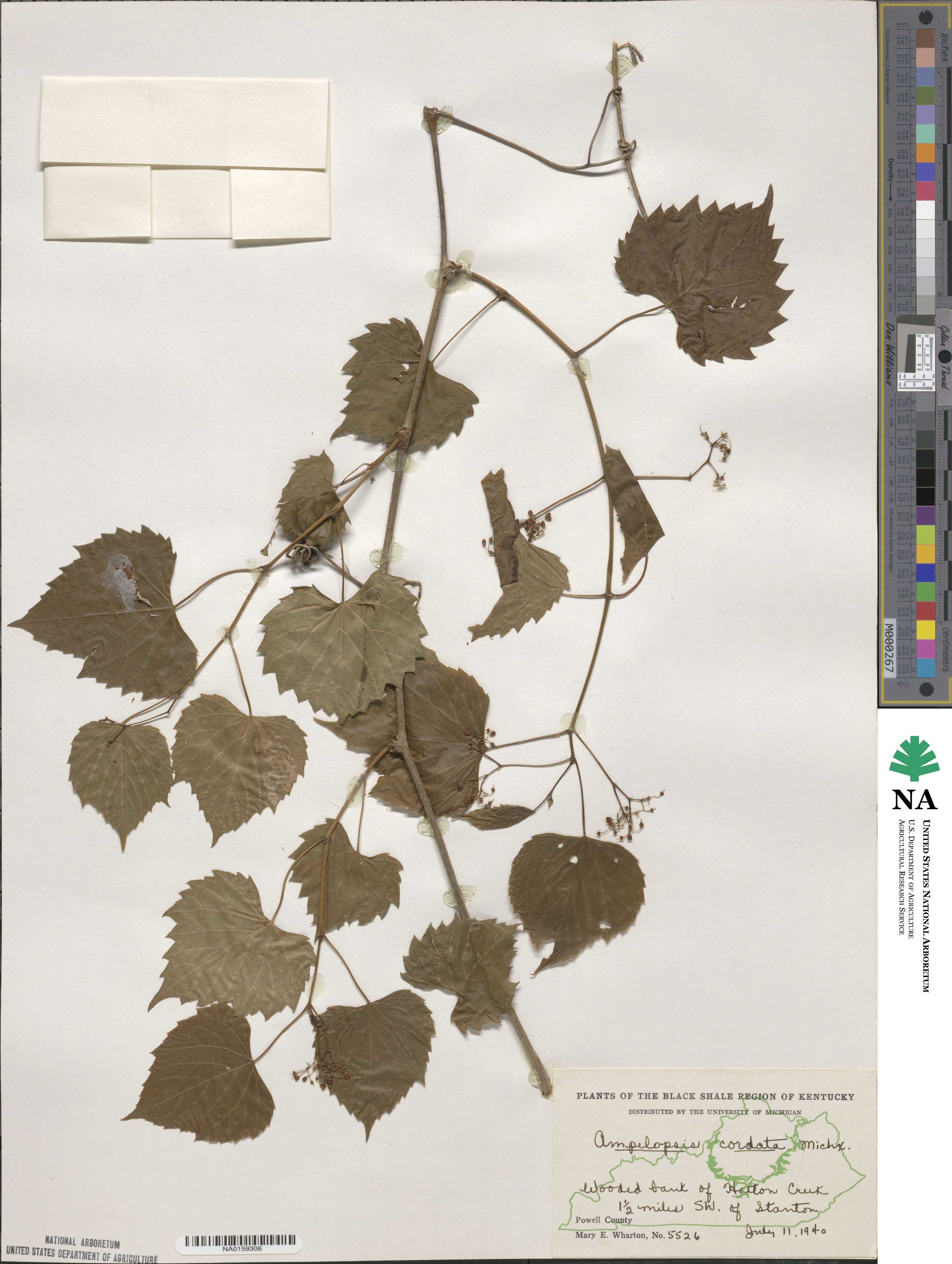 Ampelopsis cordata image