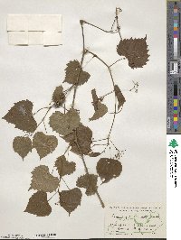 Ampelopsis cordata image