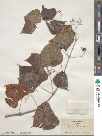 Ampelopsis cordata image