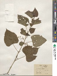 Ampelopsis cordata image