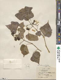 Ampelopsis cordata image