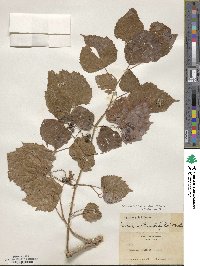 Ampelopsis cordata image