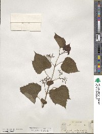 Ampelopsis cordata image