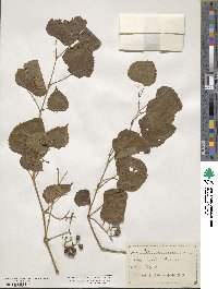 Ampelopsis cordata image