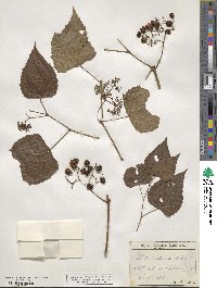 Ampelopsis cordata image