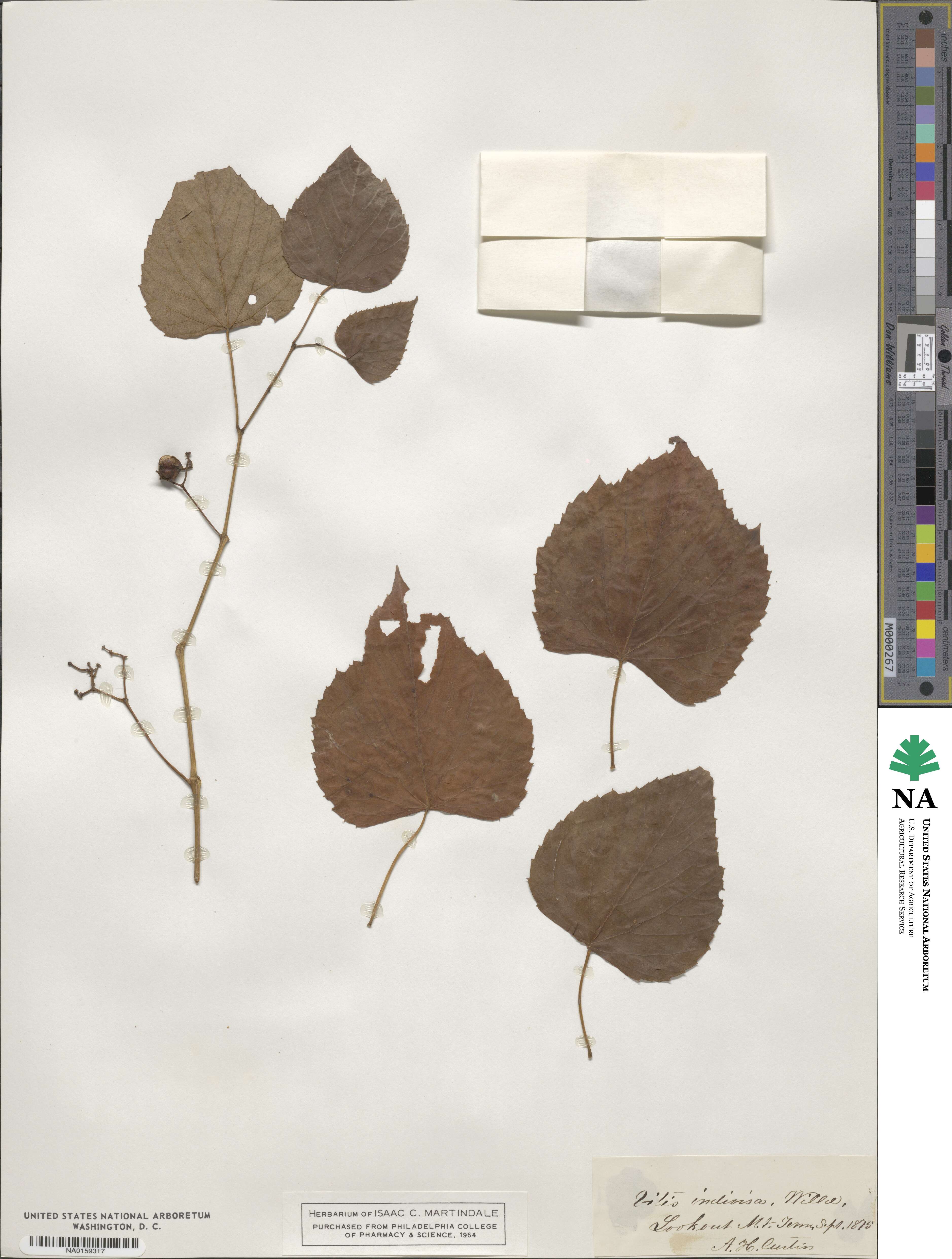 Ampelopsis cordata image