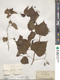 Ampelopsis cordata image