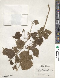 Ampelopsis cordata image