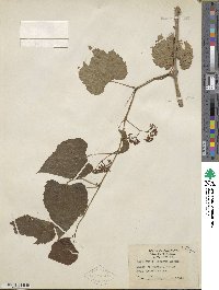 Ampelopsis cordata image