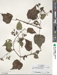 Ampelopsis cordata image