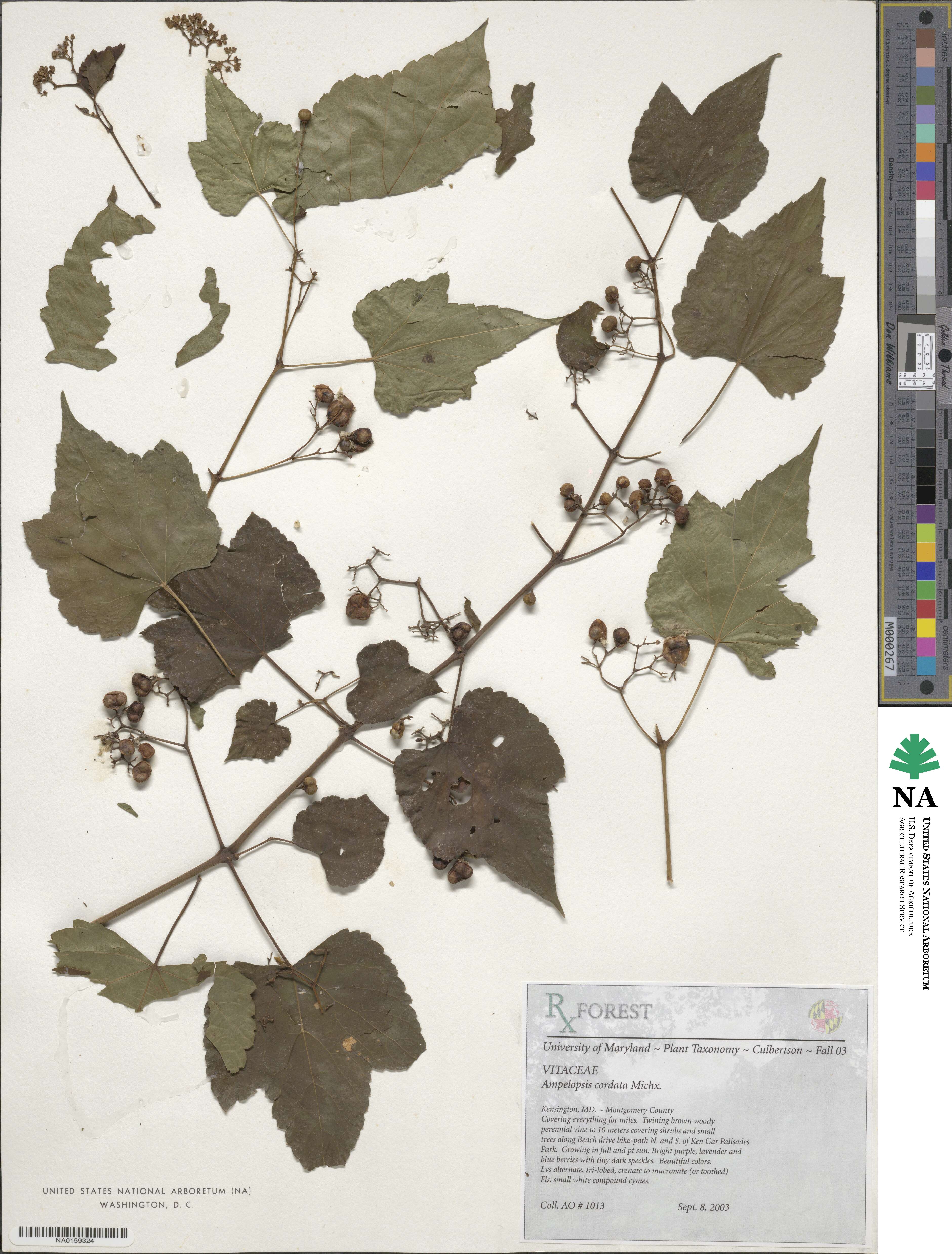 Ampelopsis cordata image