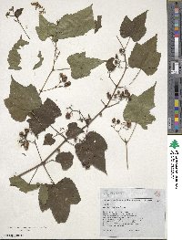 Ampelopsis cordata image