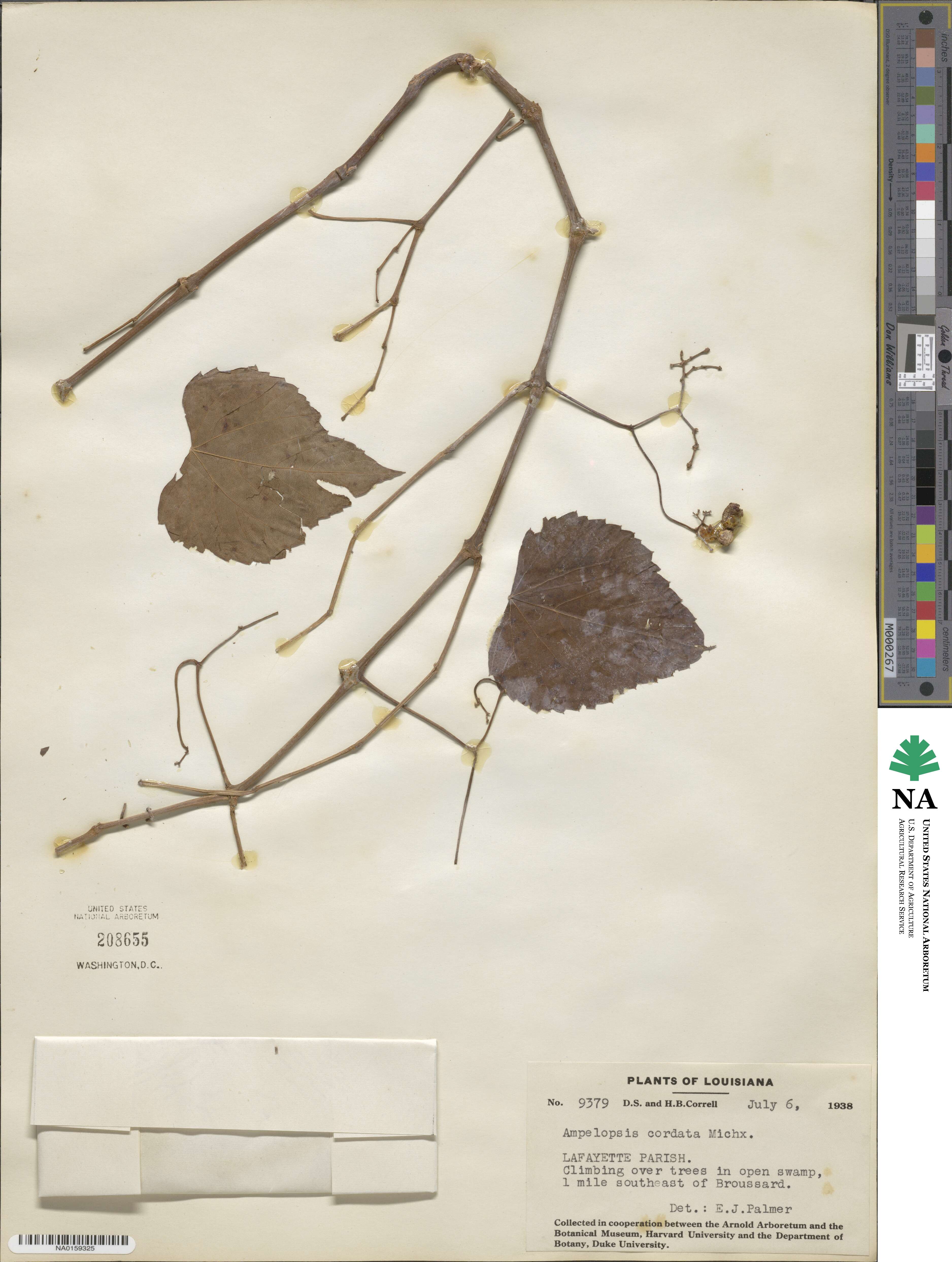 Ampelopsis cordata image